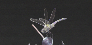 REVIEW: Vexed – Negative Energy