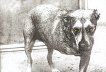 (1995) Alice in Chains – Alice in Chains: Anniversary special