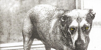 (1995) Alice in Chains – Alice in Chains: Anniversary special