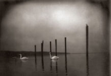 (2006) Om – Conference of the Birds: Anniversary special